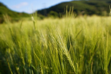 Getreidefeld in einem Tal im Sommer 