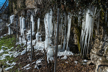 Eisformationen in den Steillagen bei Lauffen am Neckar