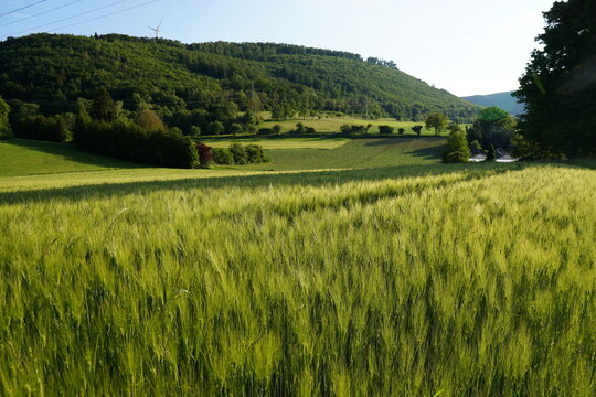 Weiter Blick &uuml;ber ein noch gr&uuml;nes Getreidefeld im Sommer