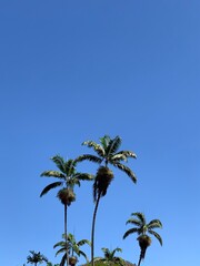 Fototapeta premium Cielo azul como debe ser. 