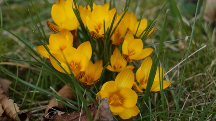 yellow crocus flowers