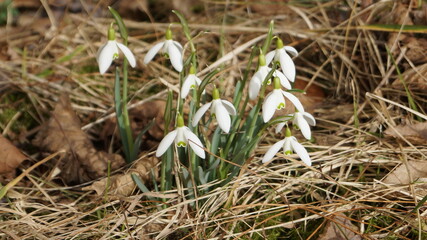 snowdrop flowers in spring