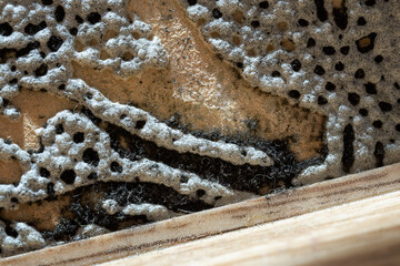 Macro. Fungus spores on the wall section. Home fungus infection.