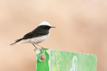 Monnikstapuit, Hooded Wheatear, Oenanthe monacha
