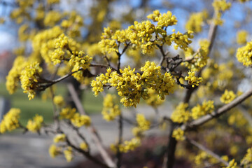 Spring budding Cornus is commonly known as dogwoods. Cornelian cherry or European cornel is a shrub with red fruits that is also often wild. He is also one of the medicinal plants.