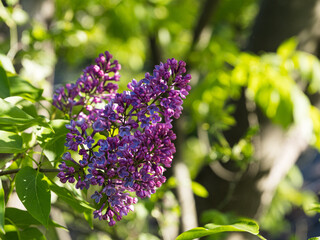 Beautiful lilacs in the garden