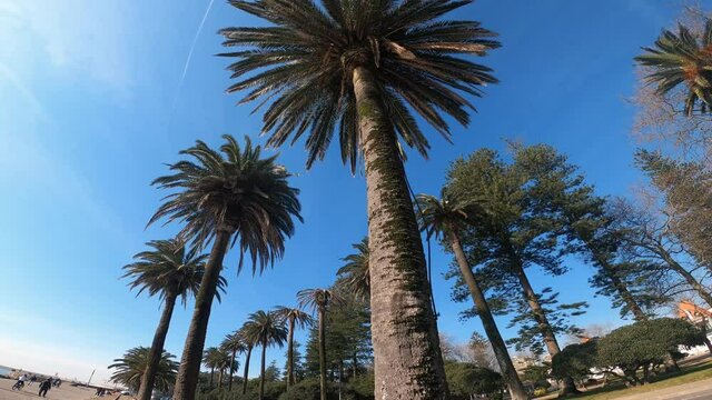 Ground view of huge palm trees in a boulevard on a sunny day