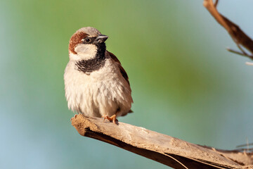 Huismus, House Sparrow, Passer domesticus indicus