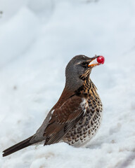 Fieldfare eating a rosehip in the snow