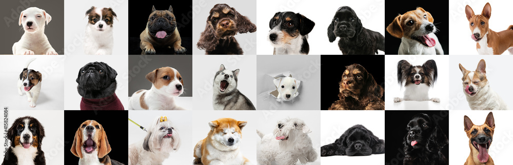 Wall mural best friends. young dogs, pets collage. cute doggies or pets are looking happy isolated on multicolo