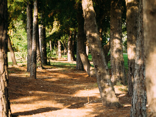 Pinos