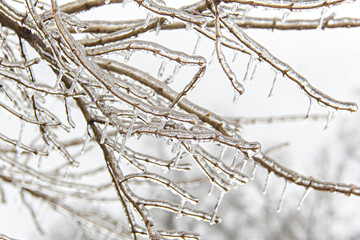 Branches covered in a layer of ice following a winter ice storm.