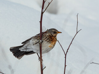 Fieldfare perched on a branch