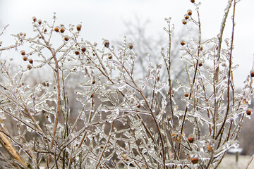 Branches and seed pods covered in a layer of ice following a winter ice storm.