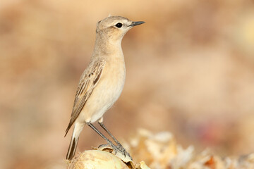 Izabeltapuit, Isabelline Wheatear, Oenanthe isabelline