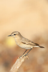 Izabeltapuit, Isabelline Wheatear, Oenanthe isabelline