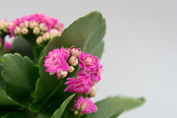 A bouquet of a pink flowering plant on a gentle background. place for text. postcard, congratulations