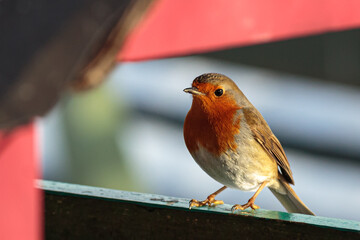 Close up portrait of a robin
