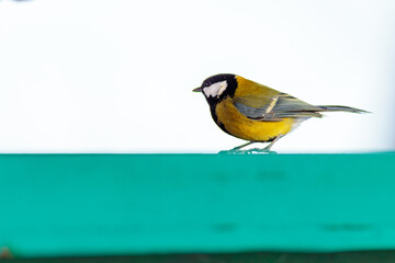 Close up of a great tit in a birdhouse