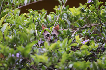 Cat climb up to the tree and looking around