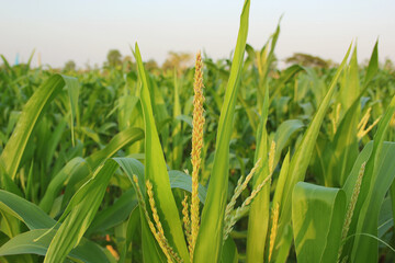 Rows of fresh unpicked corn with green field on blue sky the background. Agriculture and harvest concept.