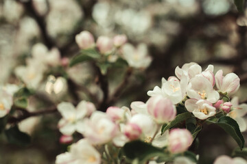 Apple tree flowers in the city garden. Warm colors with a blurred background