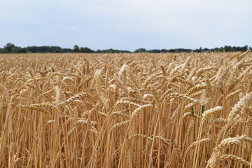 field of wheat