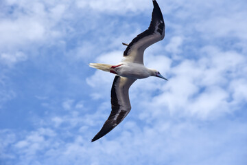 Seabird Masked, Blue-faced Booby (Sula dactylatra) flying over the blue and calm ocean. Seabird is hunting for flying fish jumping out of the water.