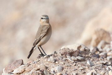 Izabeltapuit, Isabelline Wheatear, Oenanthe isabelline