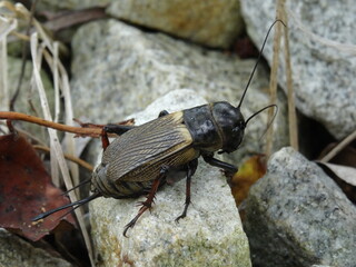 Gryllus campestris, the European field cricket or simply the field cricket on the stones.