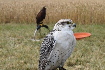 red tailed hawk