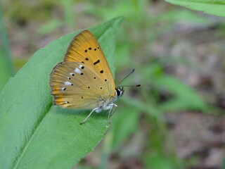 The scarce copper (Lycaena virgaureae) on green leaf in forest.