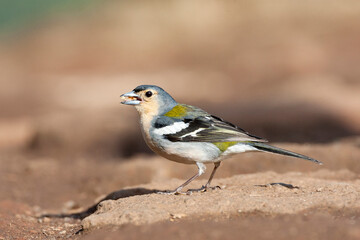 Madeira Chaffinch, Madeira vink, Fringilla coelebs maderensis