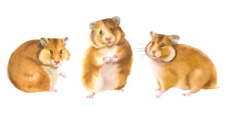 Watercolor illustration of a hamster set in white background. Wildlife art illustration.