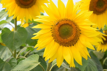 sunflower on a field