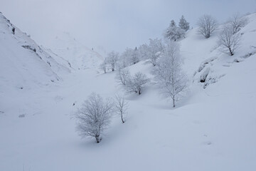 Snow covered trees in mountain river gorge in winter mist