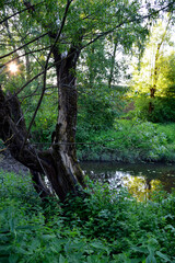 Fototapeta premium Forest river. Tall old tree by the river. The banks of a small reservoir overgrown with grass. Early sunny morning in the village.
