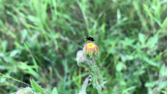 Black bug on a flower bud among green grass in the field