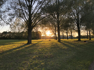 sunset in the park