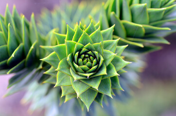 Leaves of Araucaria araucana, native tree of Chile and Argentina