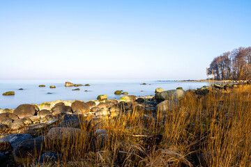 Yellow colored reed in coastal landscape
