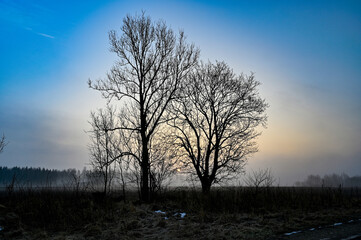 Fototapeta na wymiar trees in silhuette on a blue morning sky