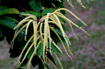 Chestnut flowers (Castanea sativa)