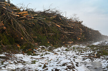 branches piled in rows near a cutting area