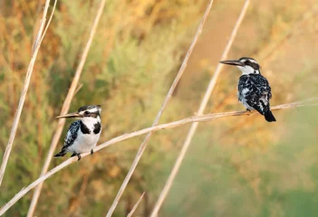 Foto op Aluminium Bonte IJsvogel, Pied Kingfisher, Ceryle rudis © AGAMI