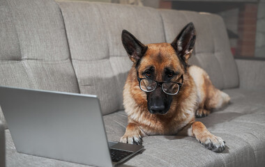 Charming worker lies at home in living room and does his job. Creative dog at remote work online....