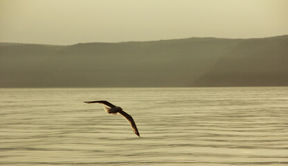 seagull in flight