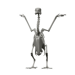 pigeon skeleton front