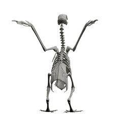pigeon skeleton back -v01