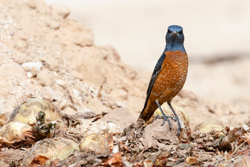 Rode Rotslijster, Rufous-tailed Rock Thrush, Monticola saxatilis
